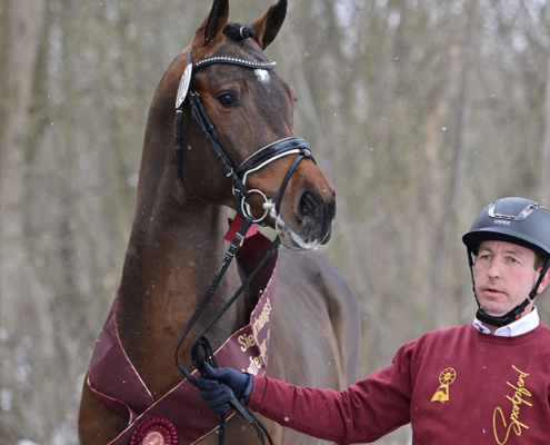 Diarado x Cascadello I web